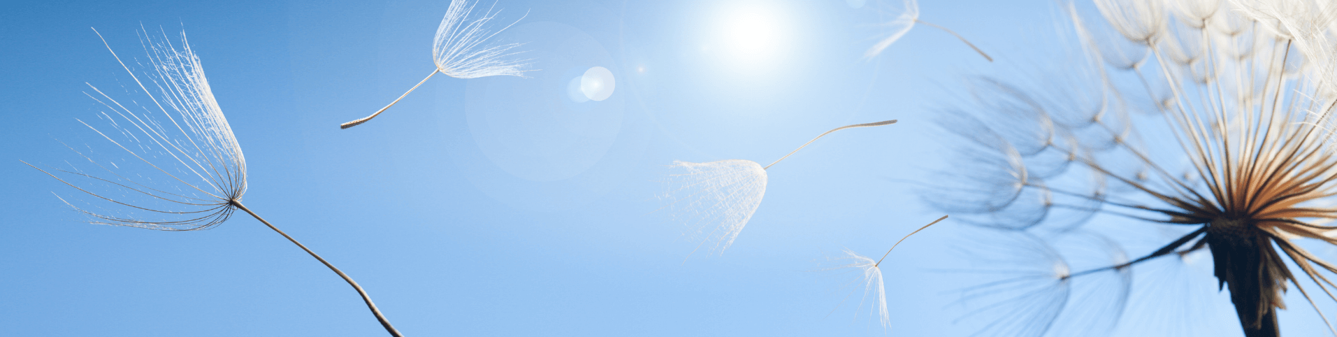 Blue Sky with Dandelion seeds being blown away 