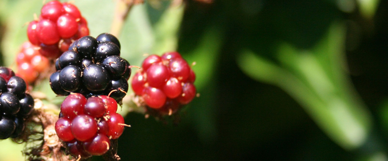 Wild Plants and Foraging