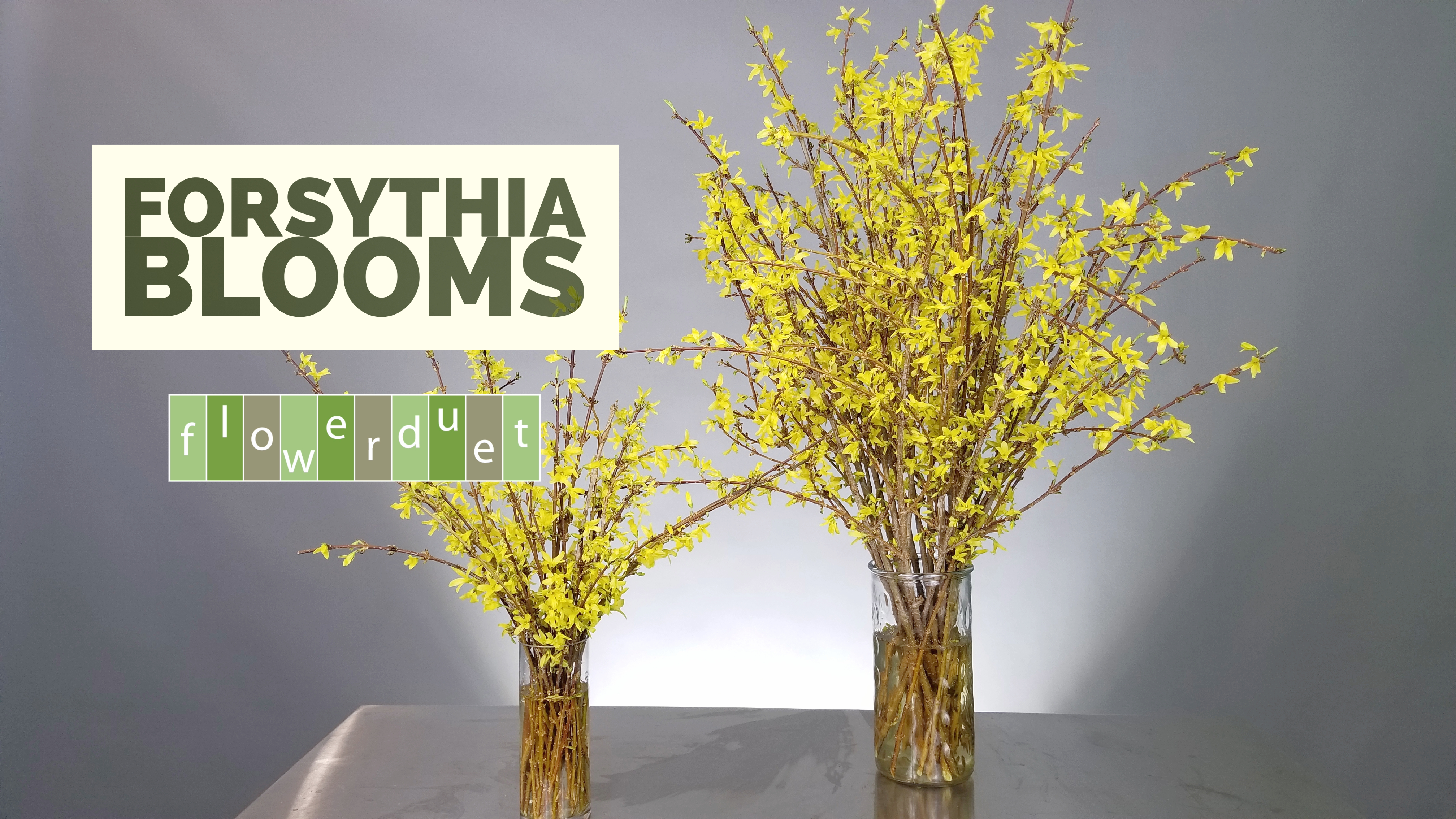 Forsythia Blooms