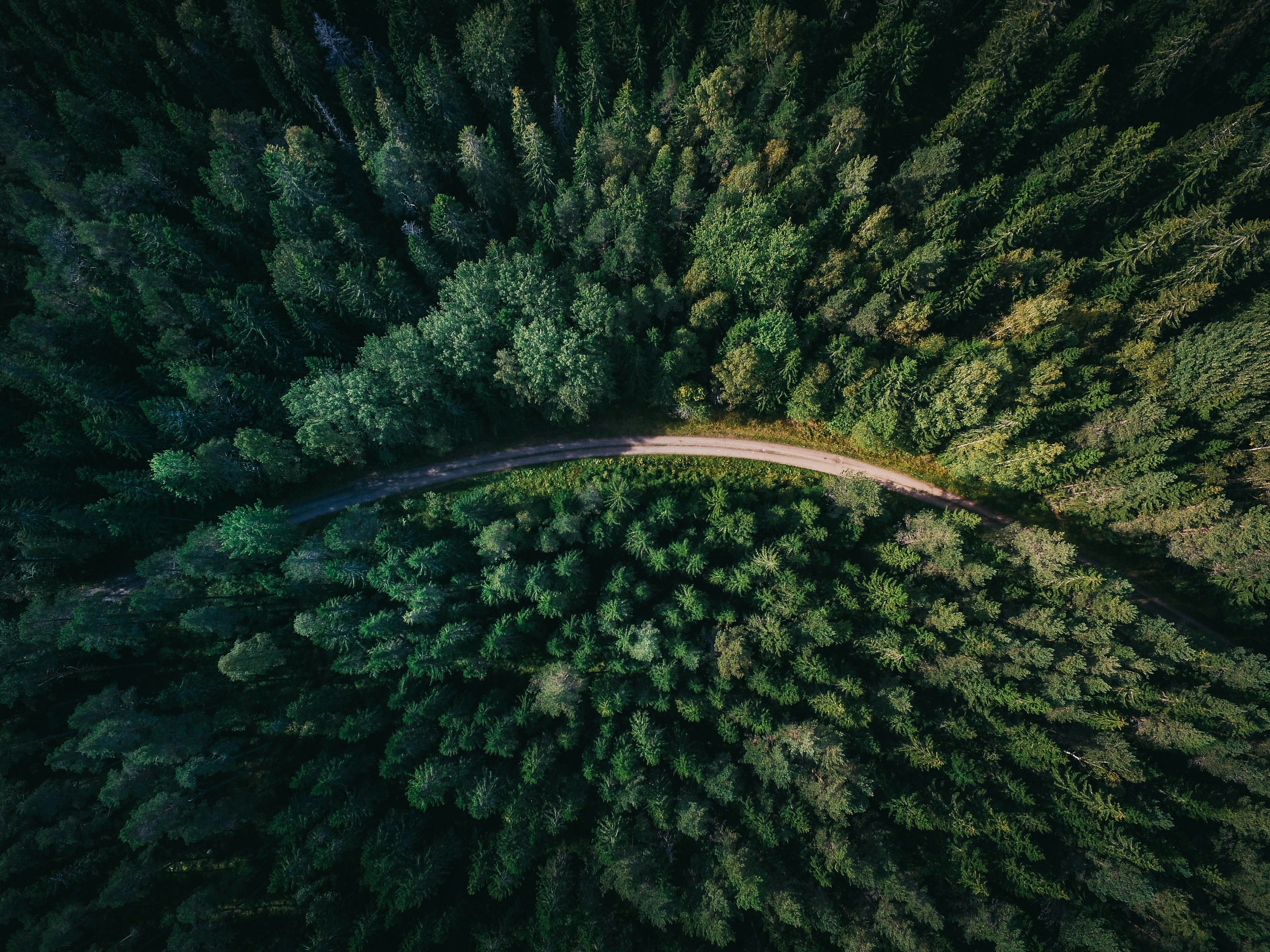 birds eye view of forest