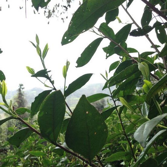 white tea plant 