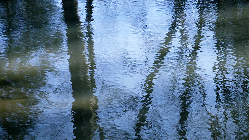 A reflection of trees in water