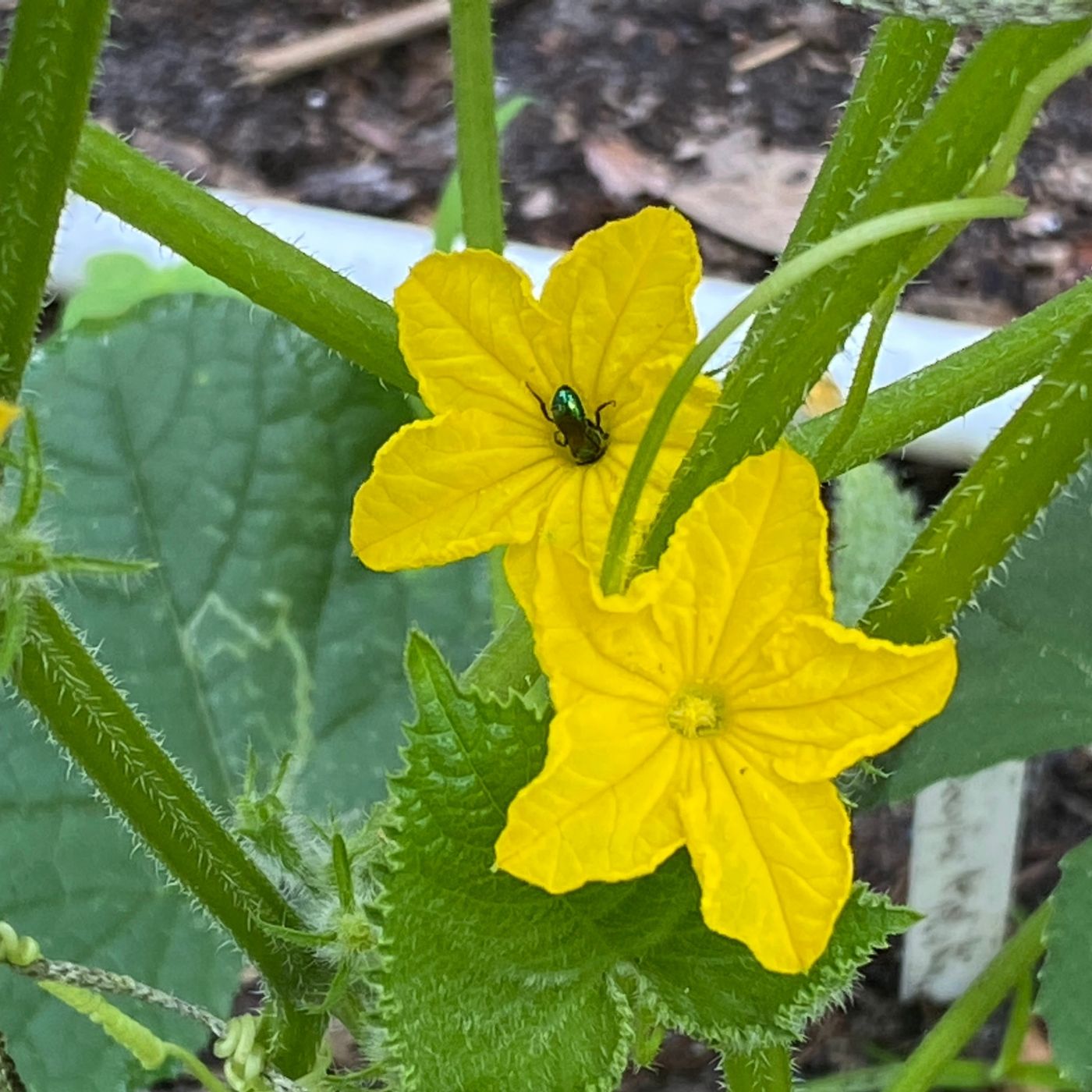 Bee pollinating cucumber flower