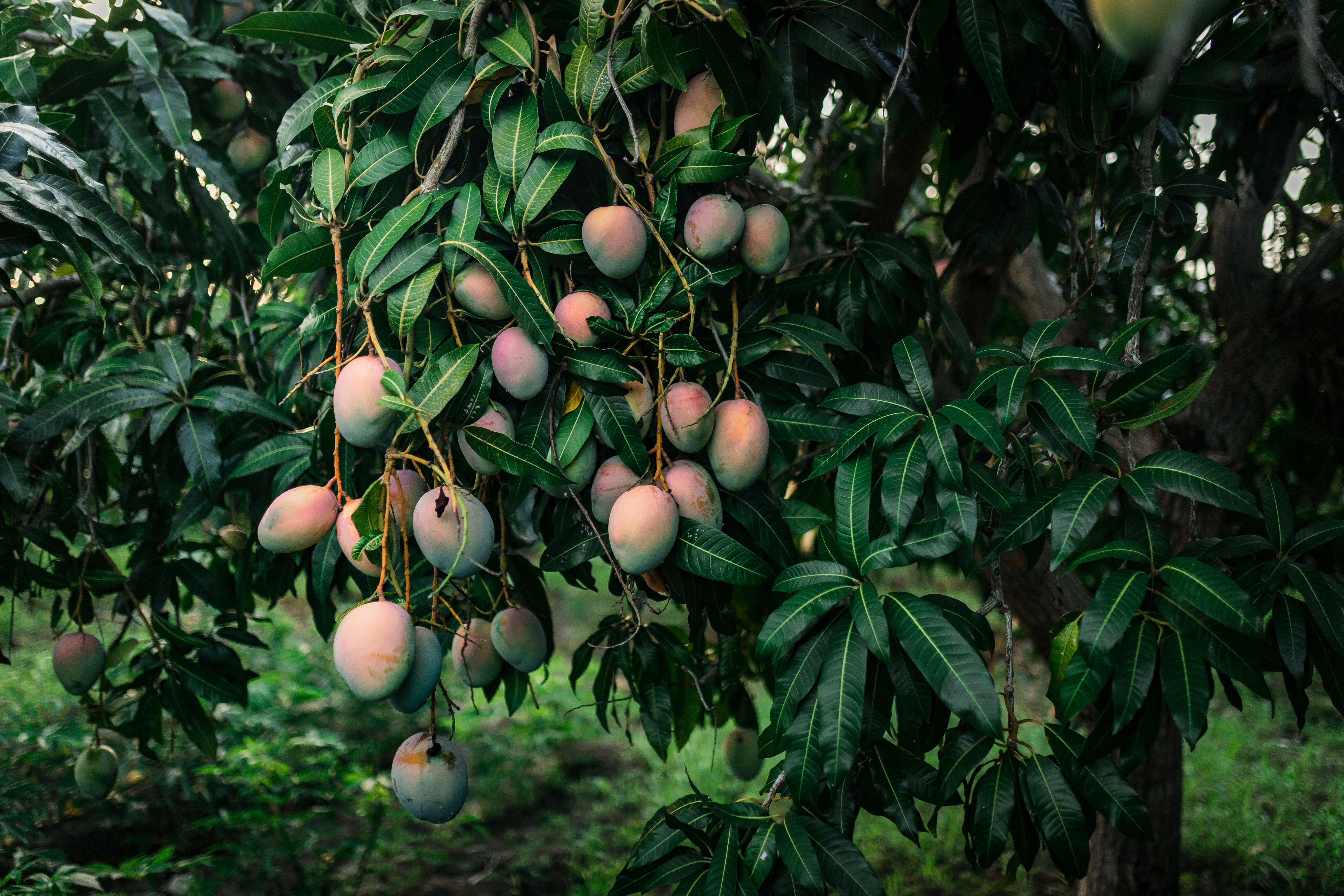 Apple orchard