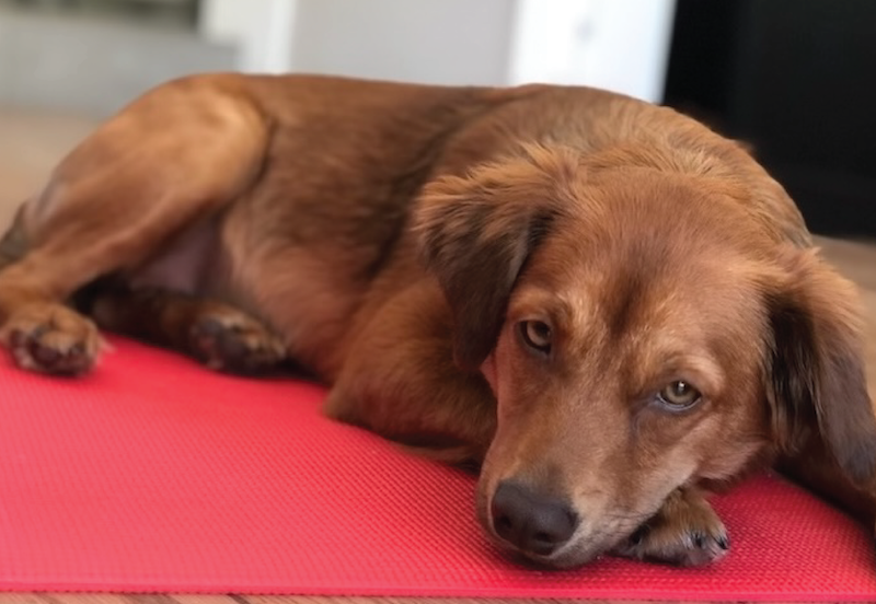 an image of a golden retriever puppy sitting on a red mat as part of a dog training program for fearless pet