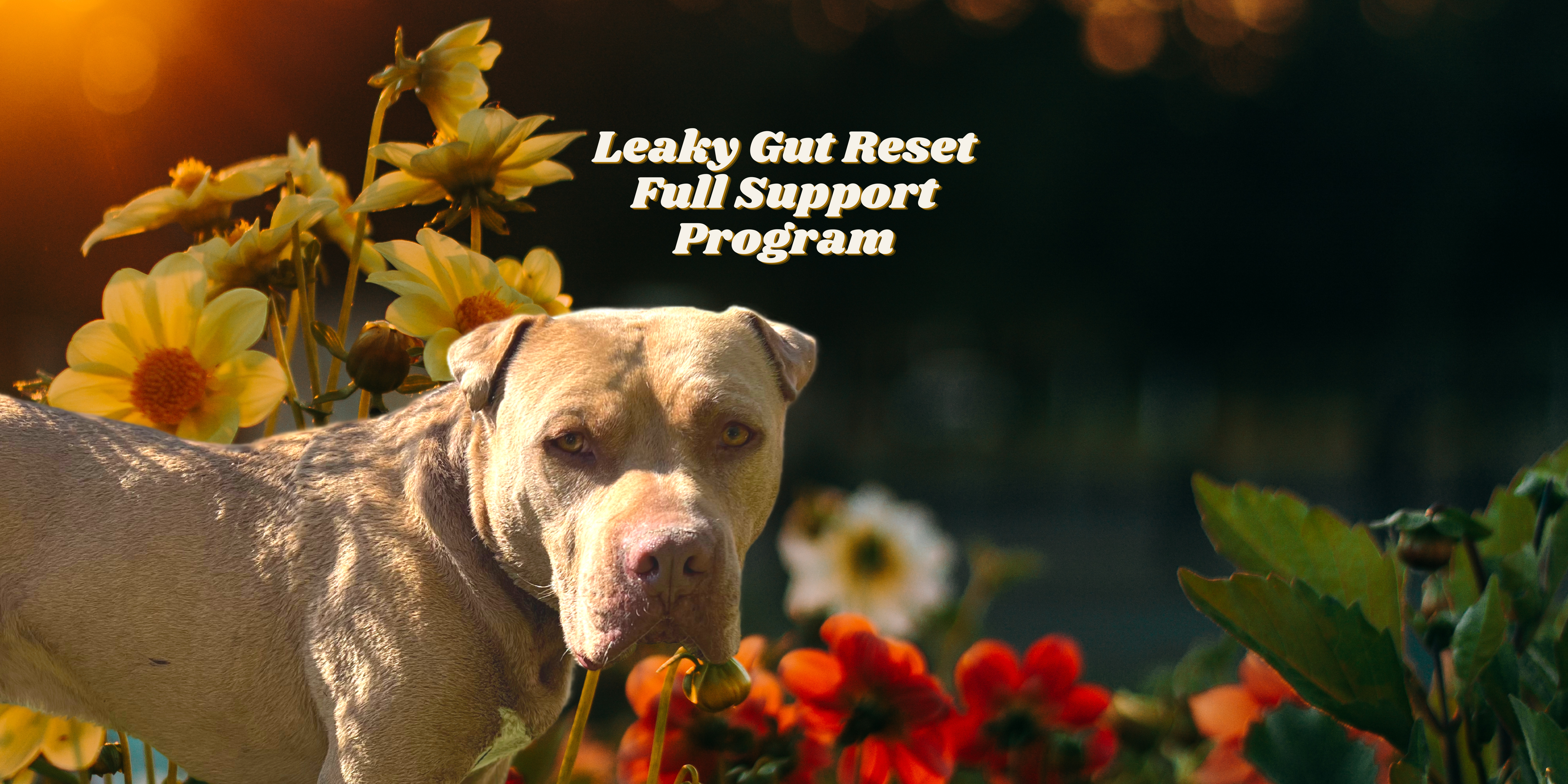 your dogs leaky gut reset full support program