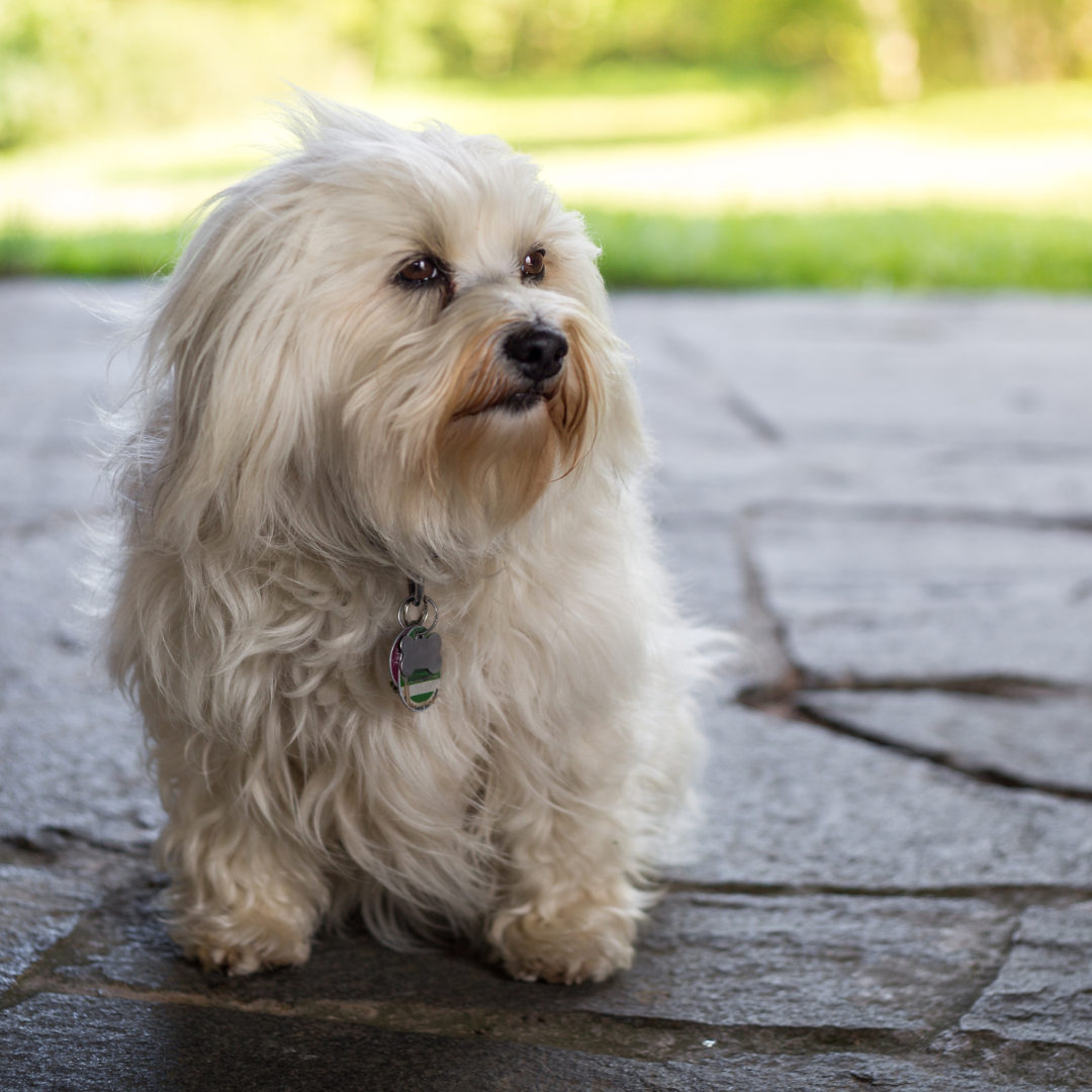 A Havanese dog