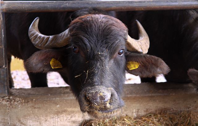 Feeding buffaloes with bypass fat in dairy farming