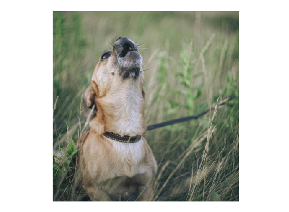 an image of a reactive dog barking with text explaining frustrating reactive dog behaviors