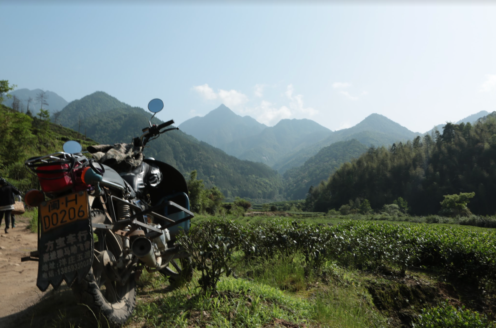 China tea fields