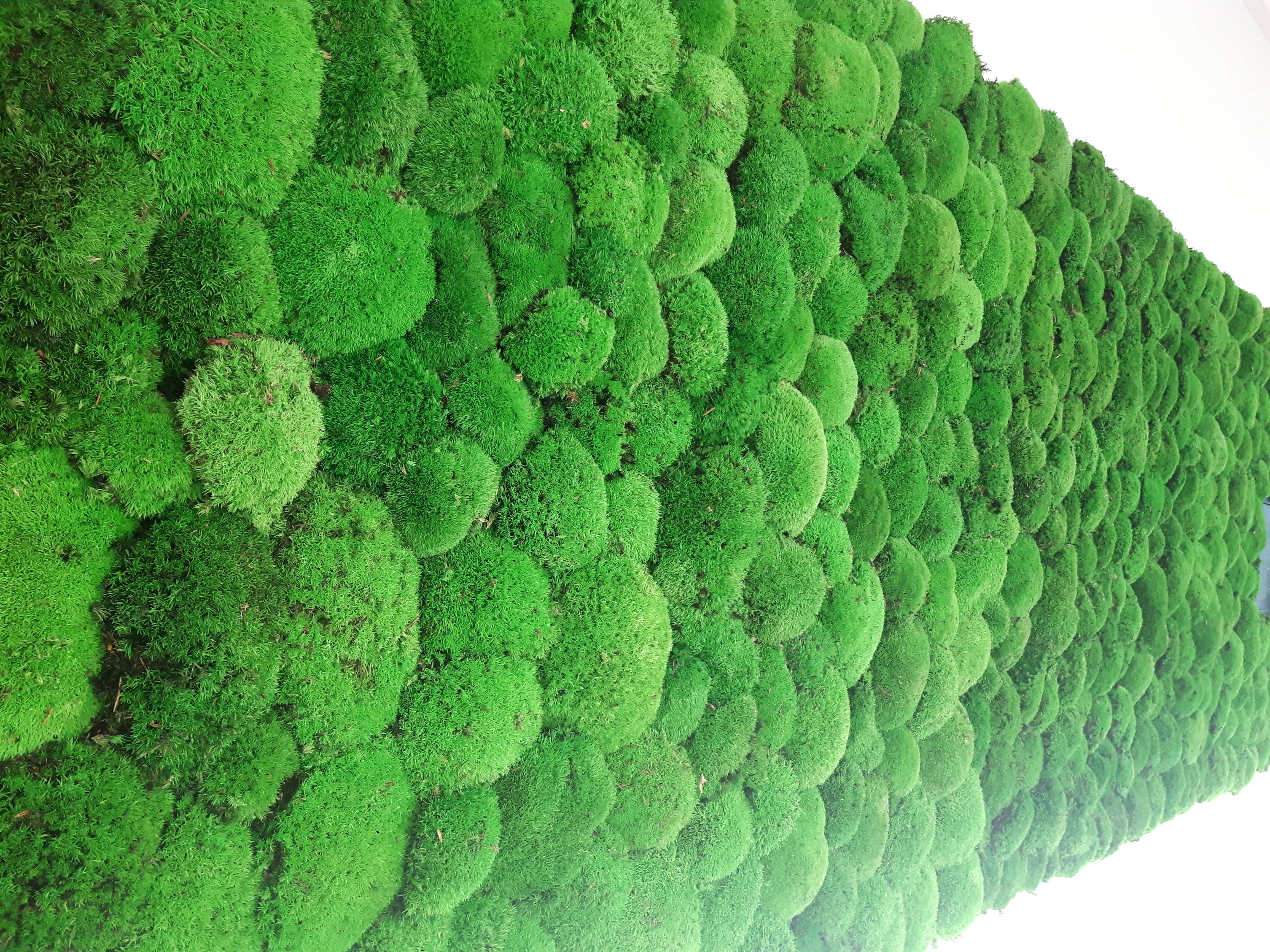 Moss Walls