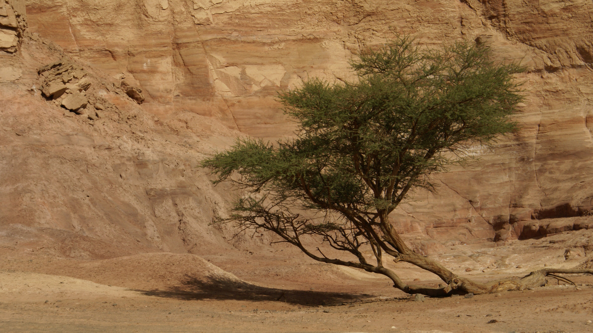 Acacia in Sinai, by Florian Prischl