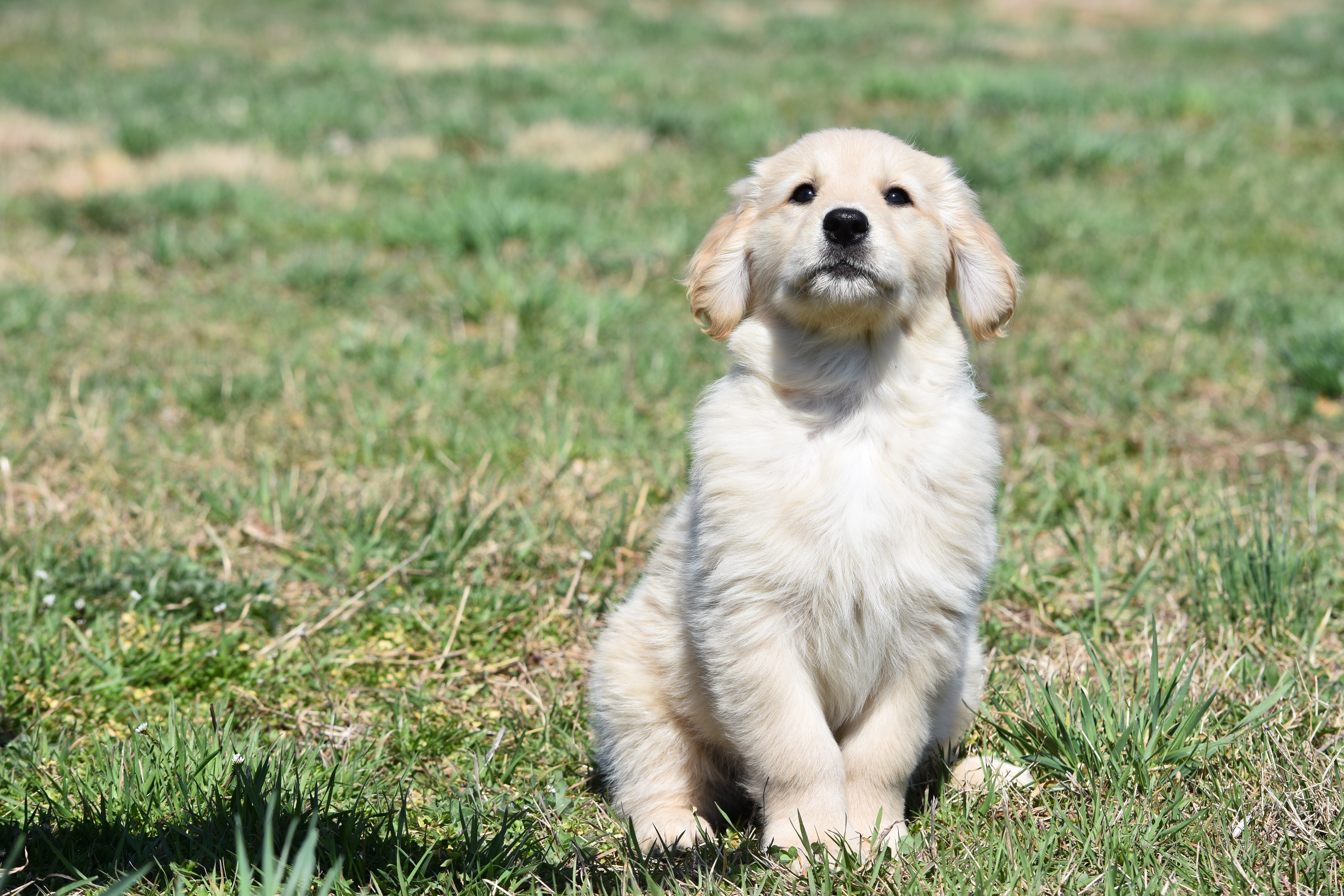 Puppy in field