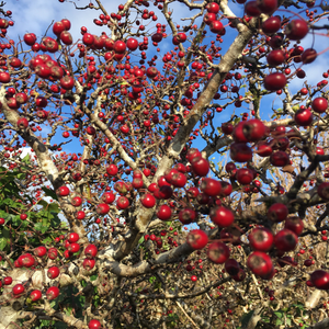 Myth and Magic of The Trees of Ireland-Hawthorn