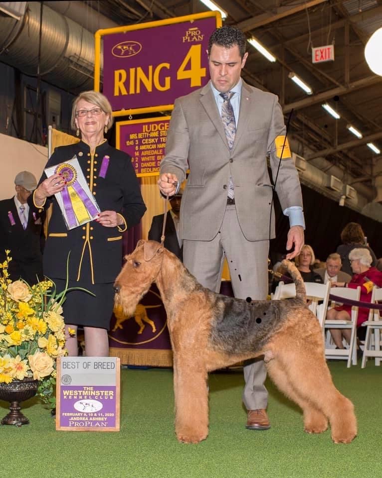 The Airedale: Trimming the Legs And Face | All Things Dogs College