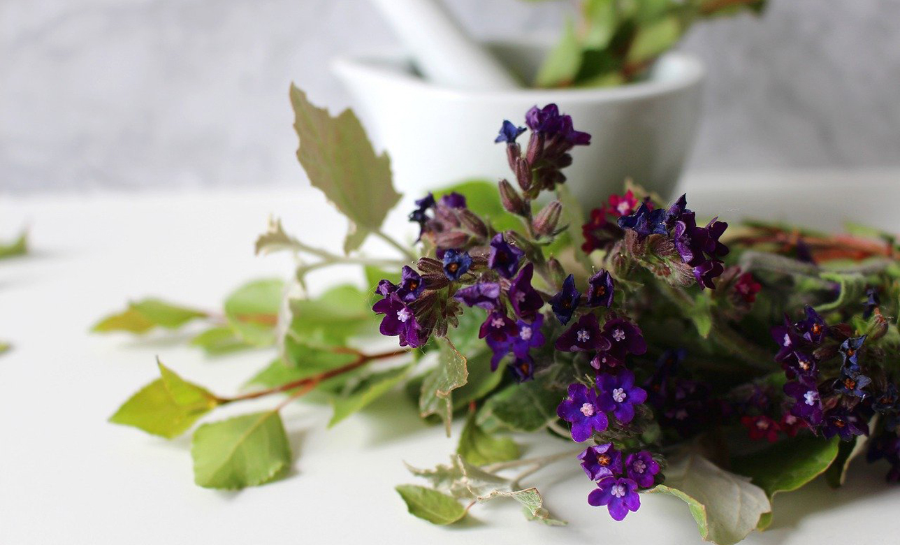 medicinal herbs and plants