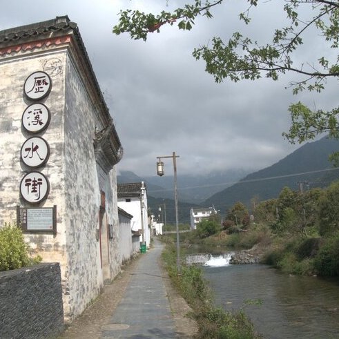 tea production