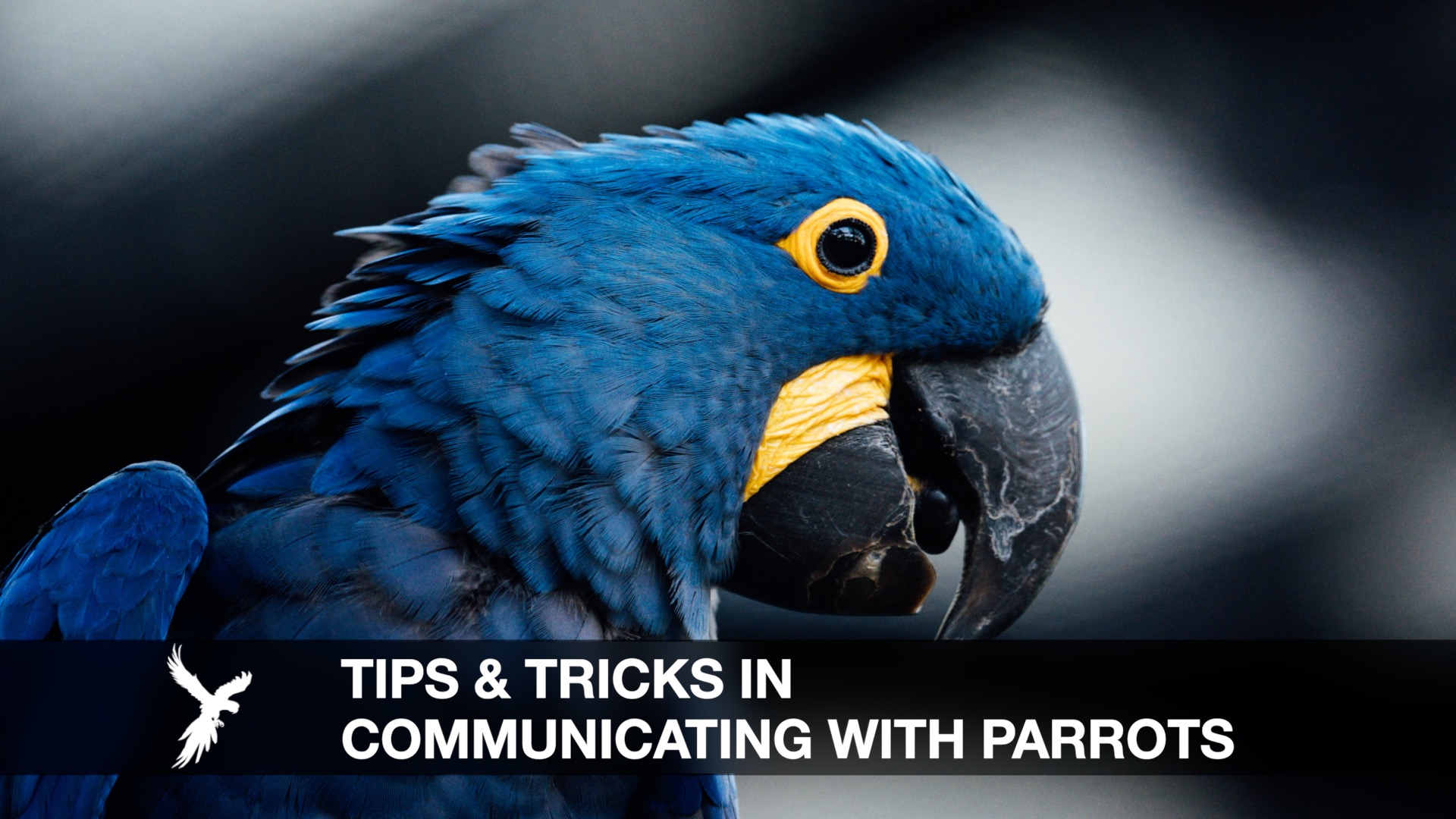 A TRAINERS SECRETS IN COMMUNICATING WITH PARROTS