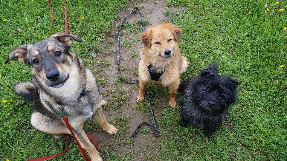 Romanian rescue dogs