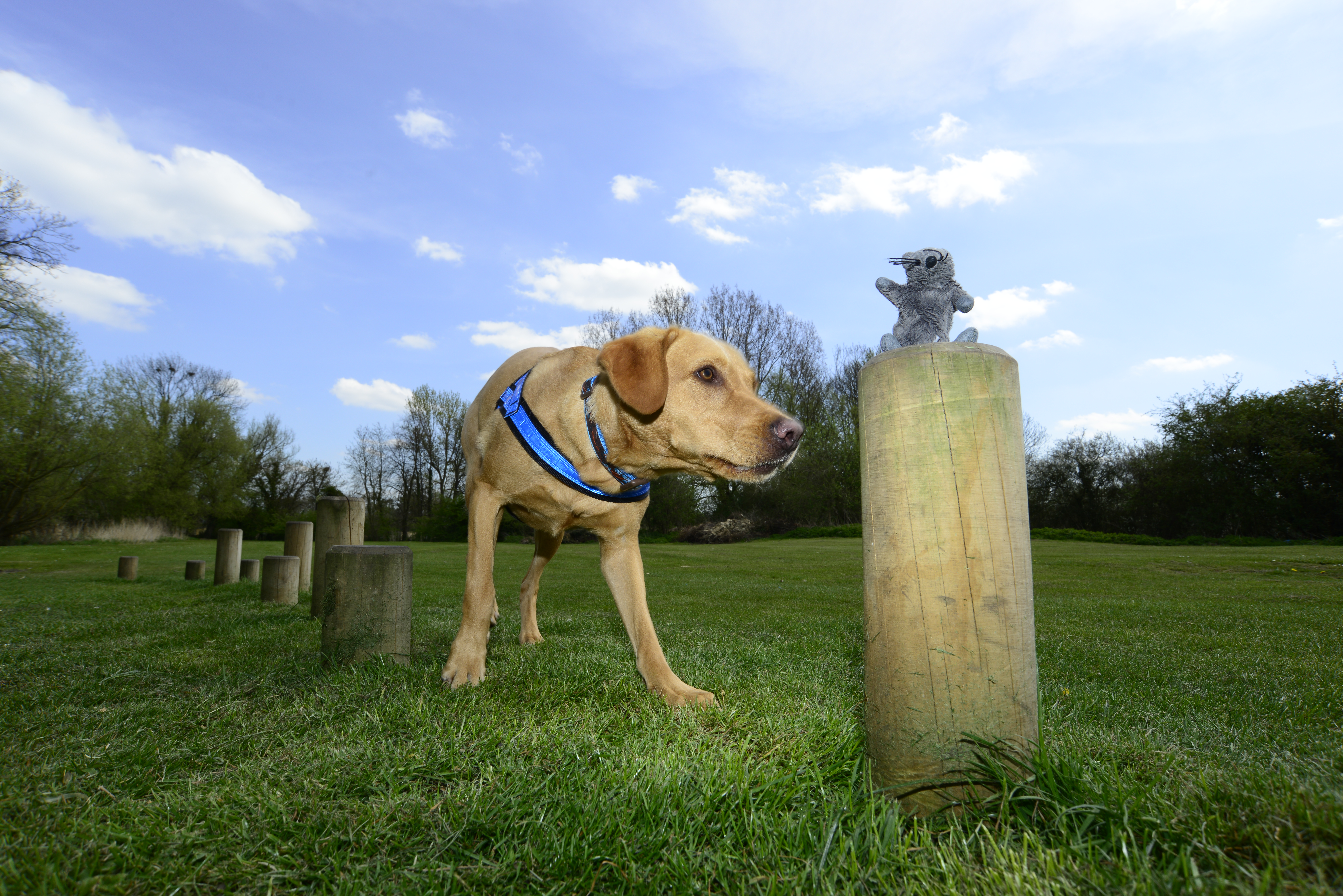 labrador searches for toy mouse