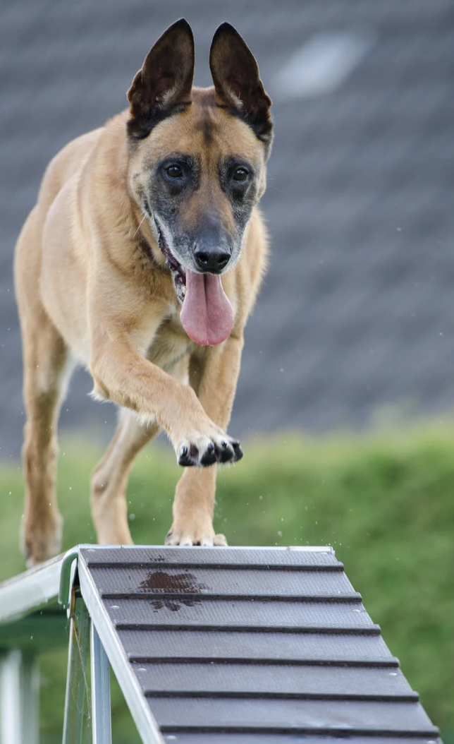 dog-fence