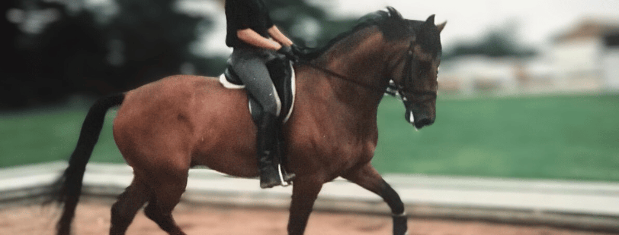 Horse and rider biomechanics