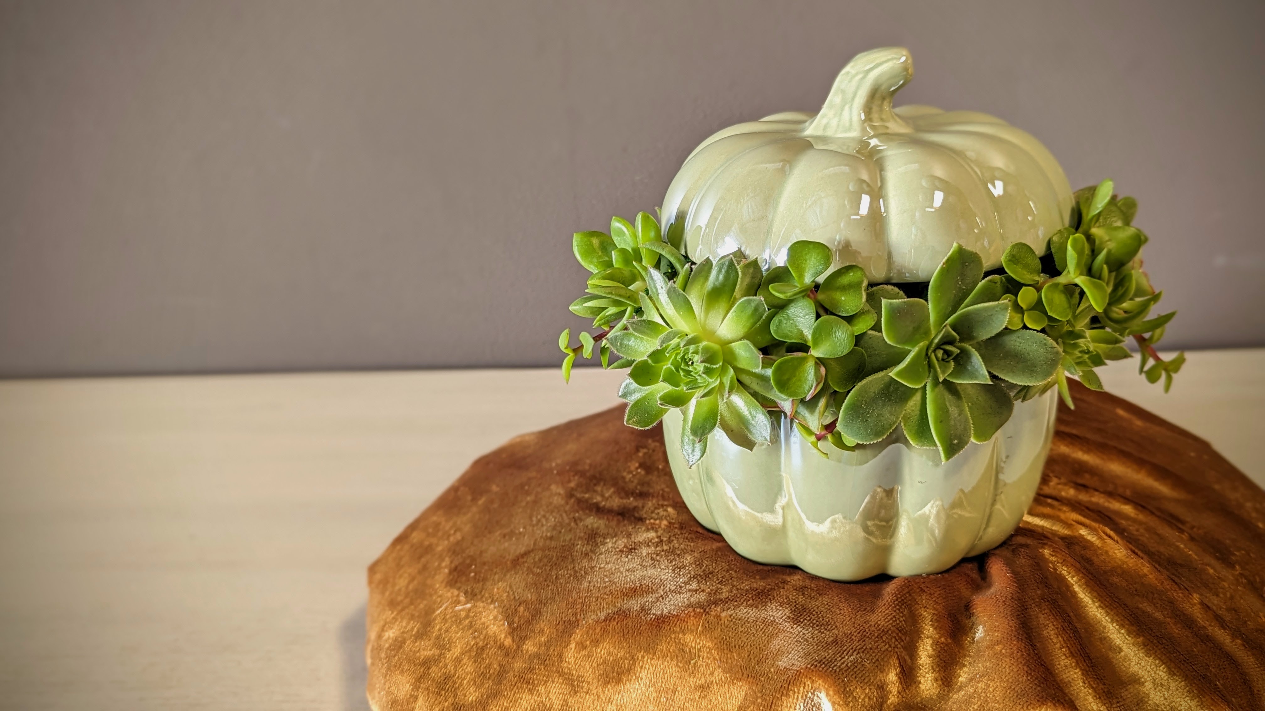 Succulent Pumpkin