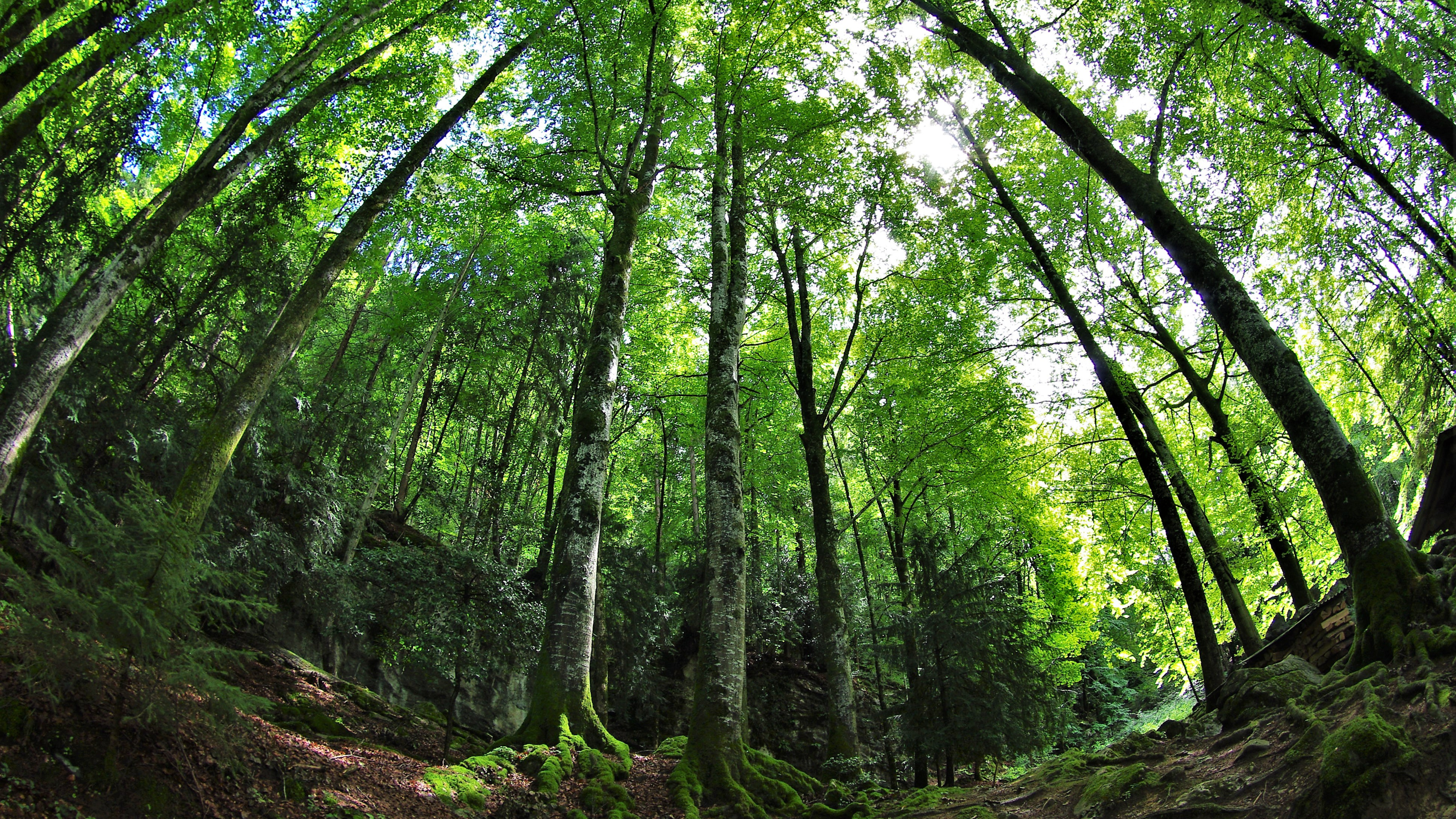 forest and large trees