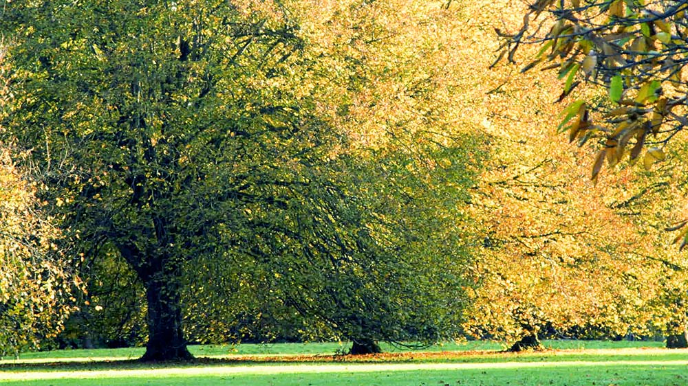 Trees turning yellow