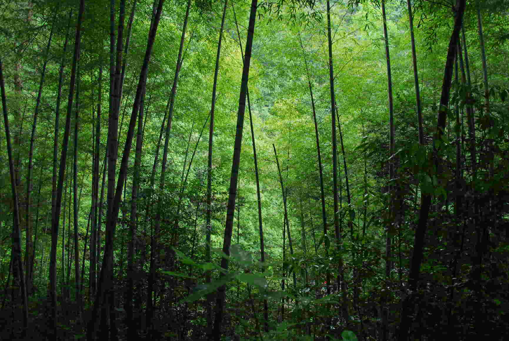 Bamboo forest pic
