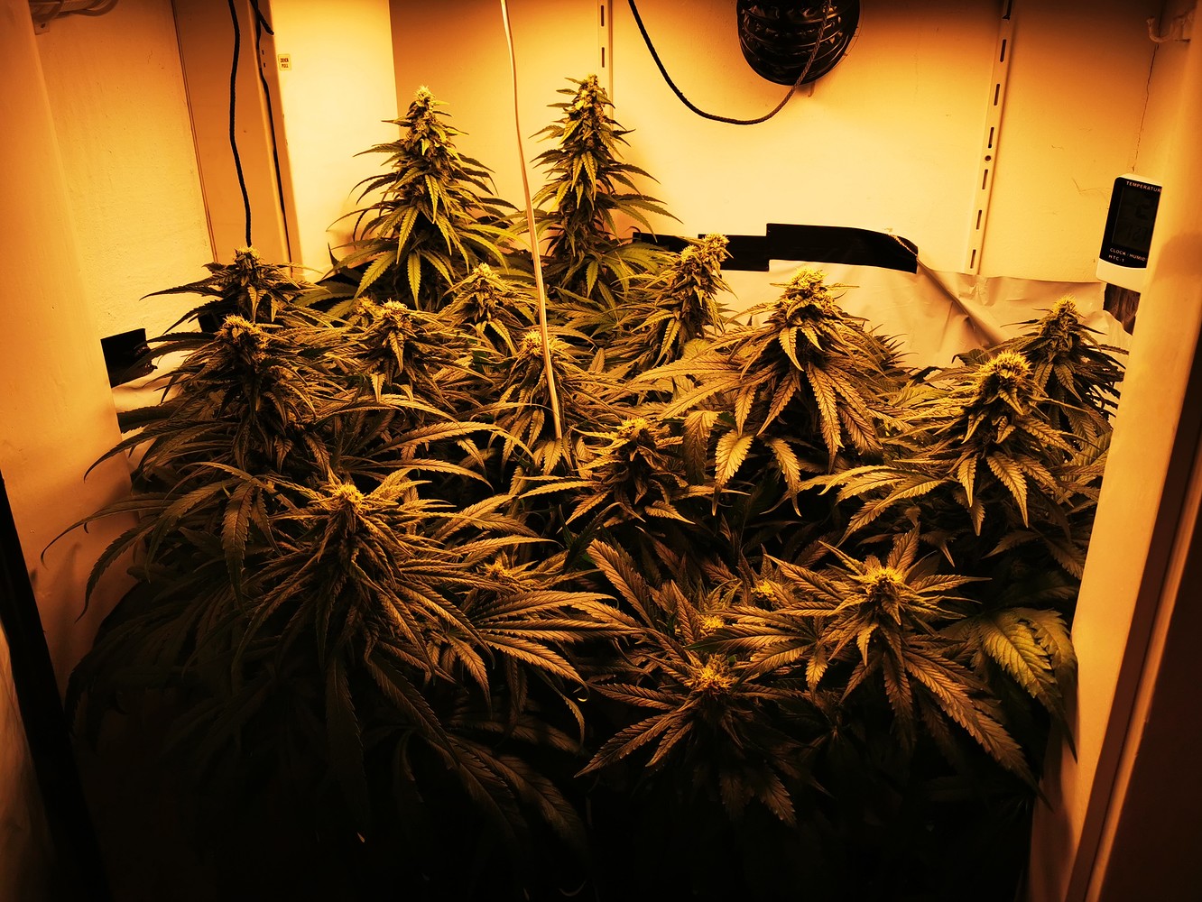 Cannabis Anbauen Growbox - Hintergrund