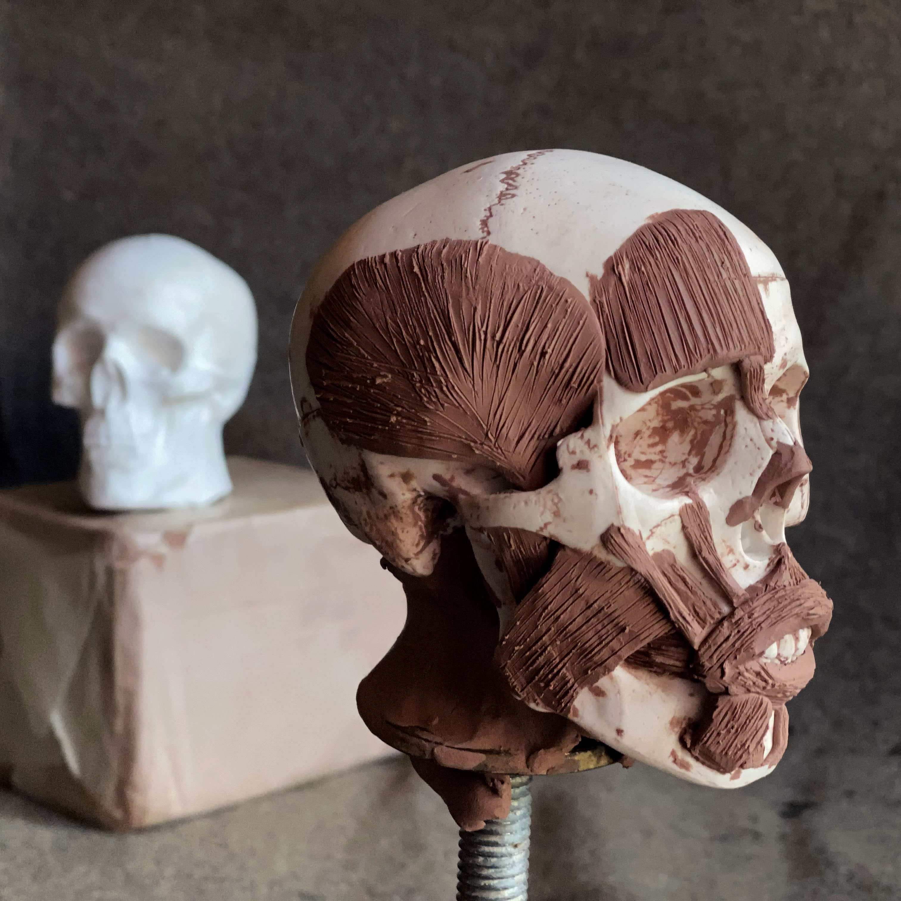 Ecorche sculpture skull with clay muscles