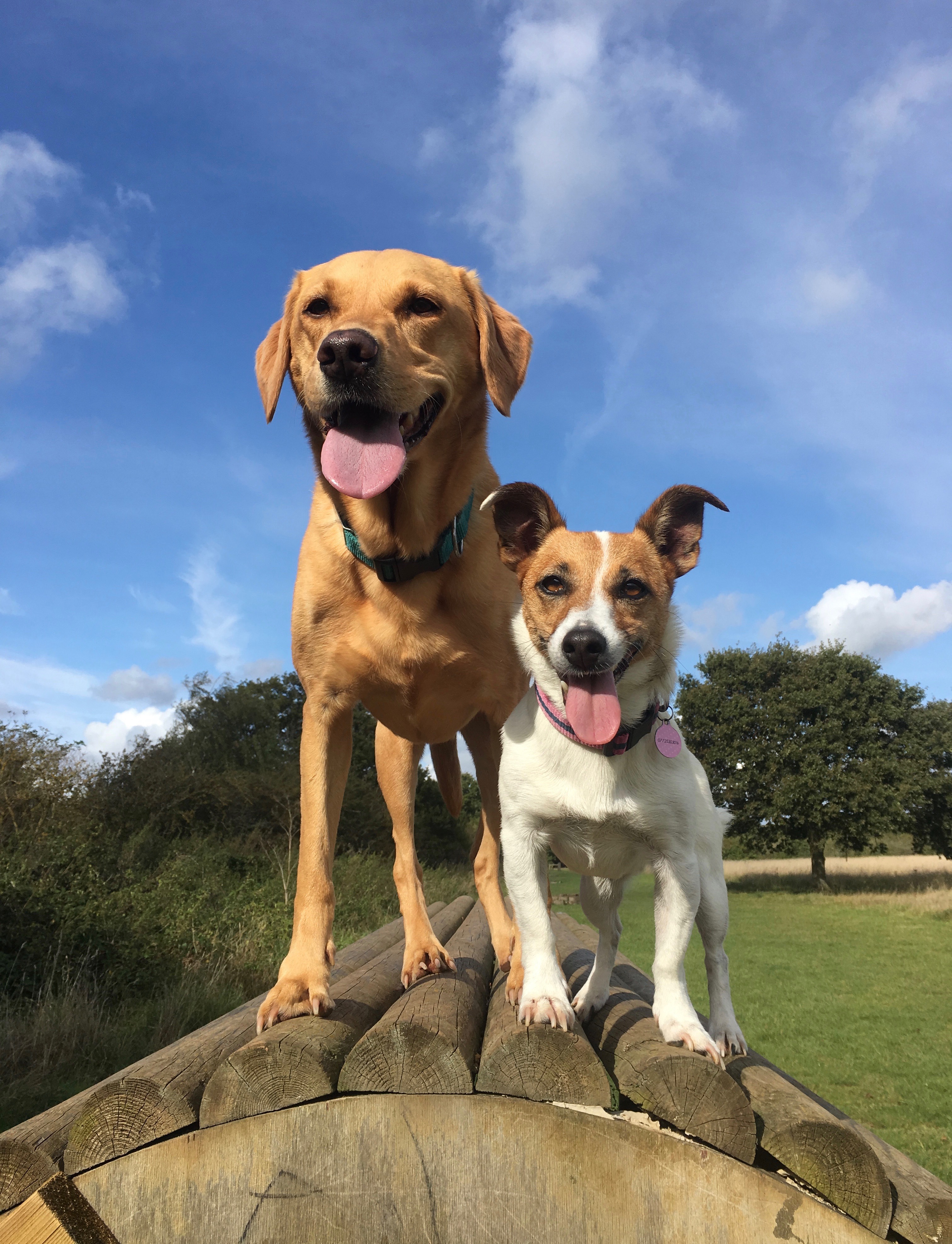 labrador and jet pose on jump