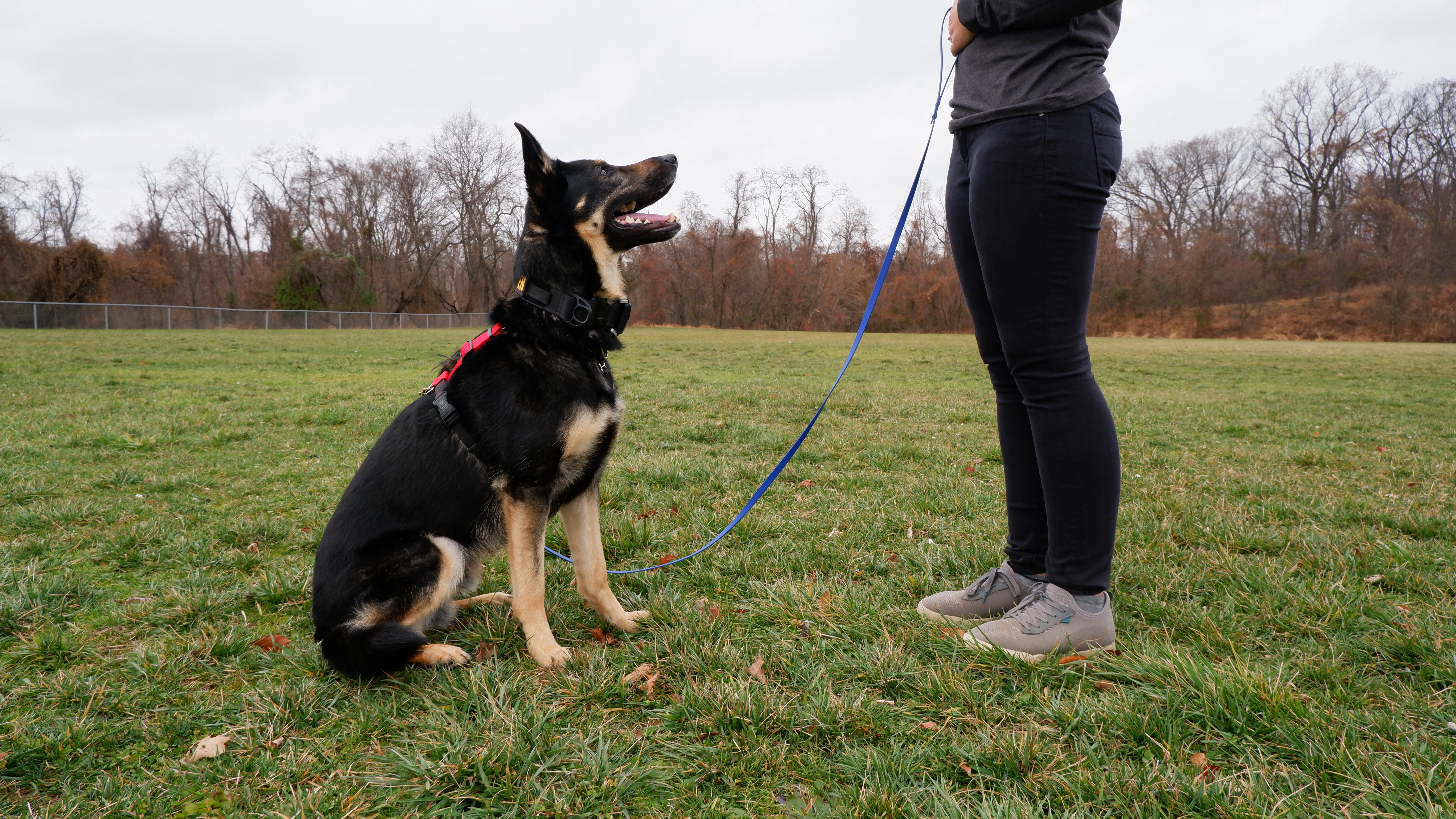 A dark german shepherd sits next to a person