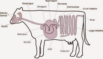 digestive system of a cow in dairy farming