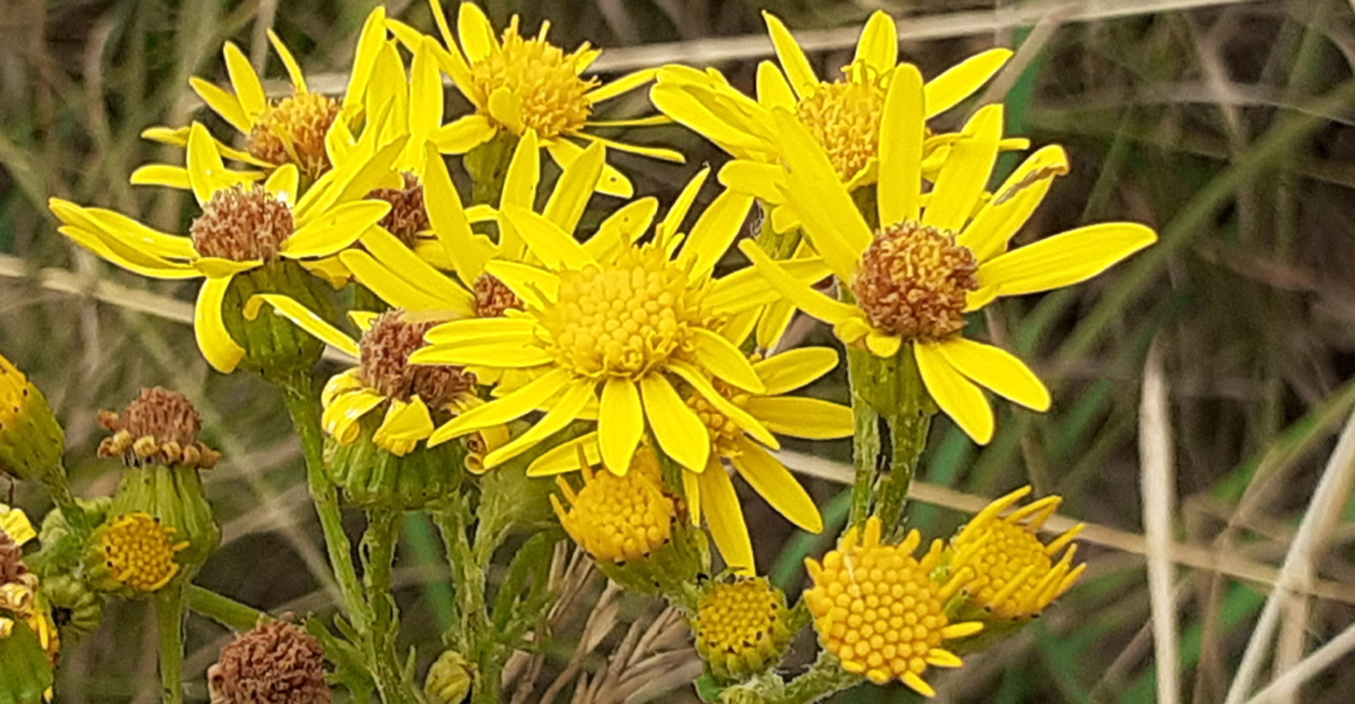 Image of beautiful yellow flowers. Inspiration to Find My Energy