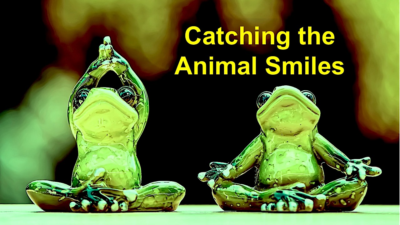 Catching the Animal Smiles with two frogs doing yoga