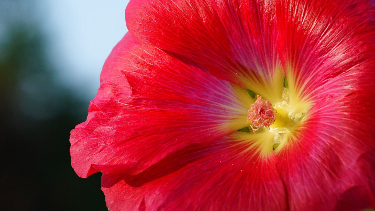 red flower