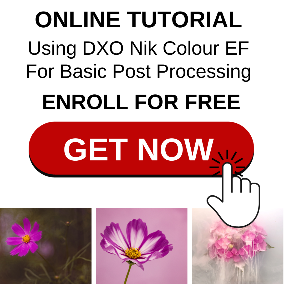 workflow using DXO Colour Efex Pro creative flower photography
