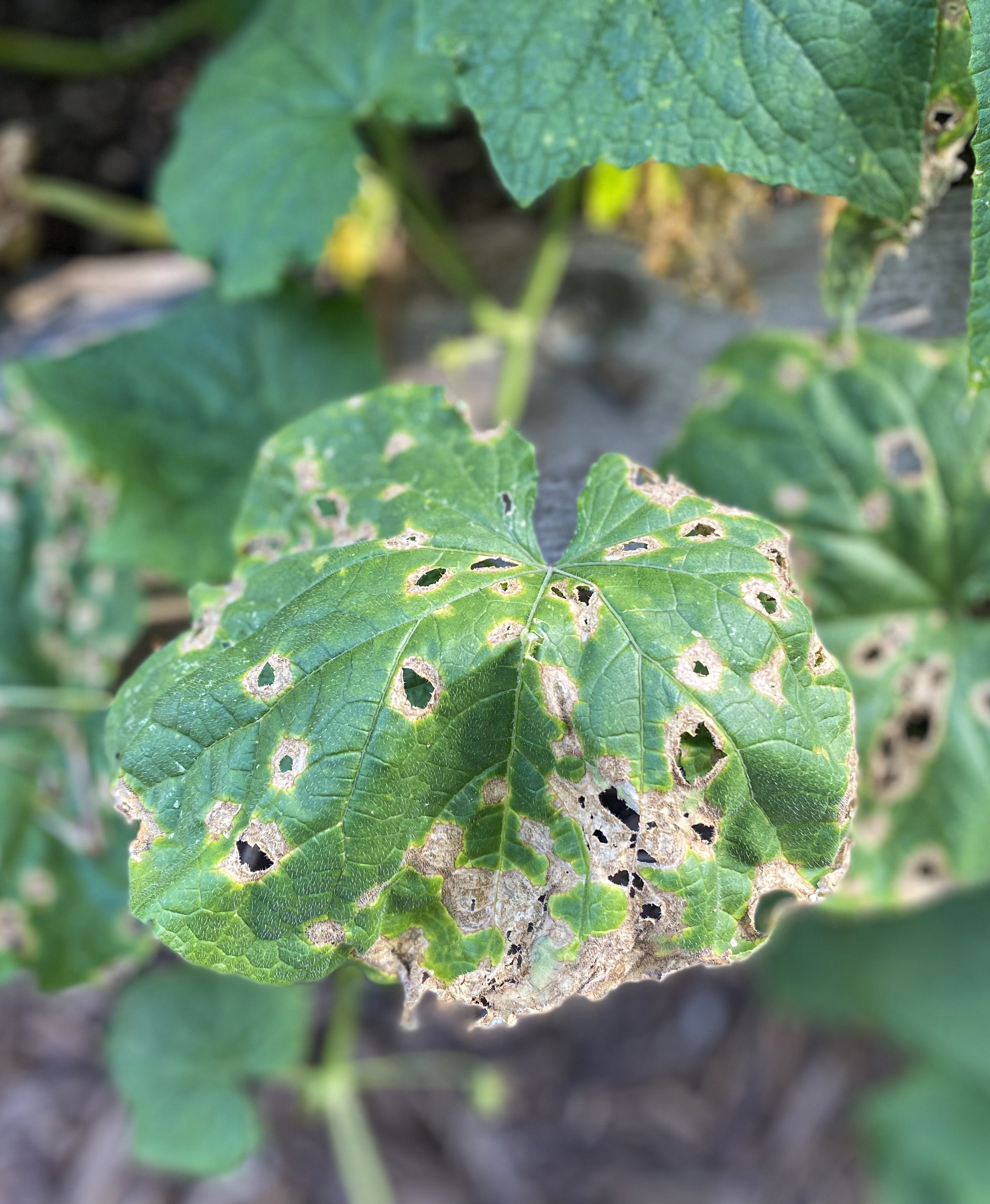 Foliage disease