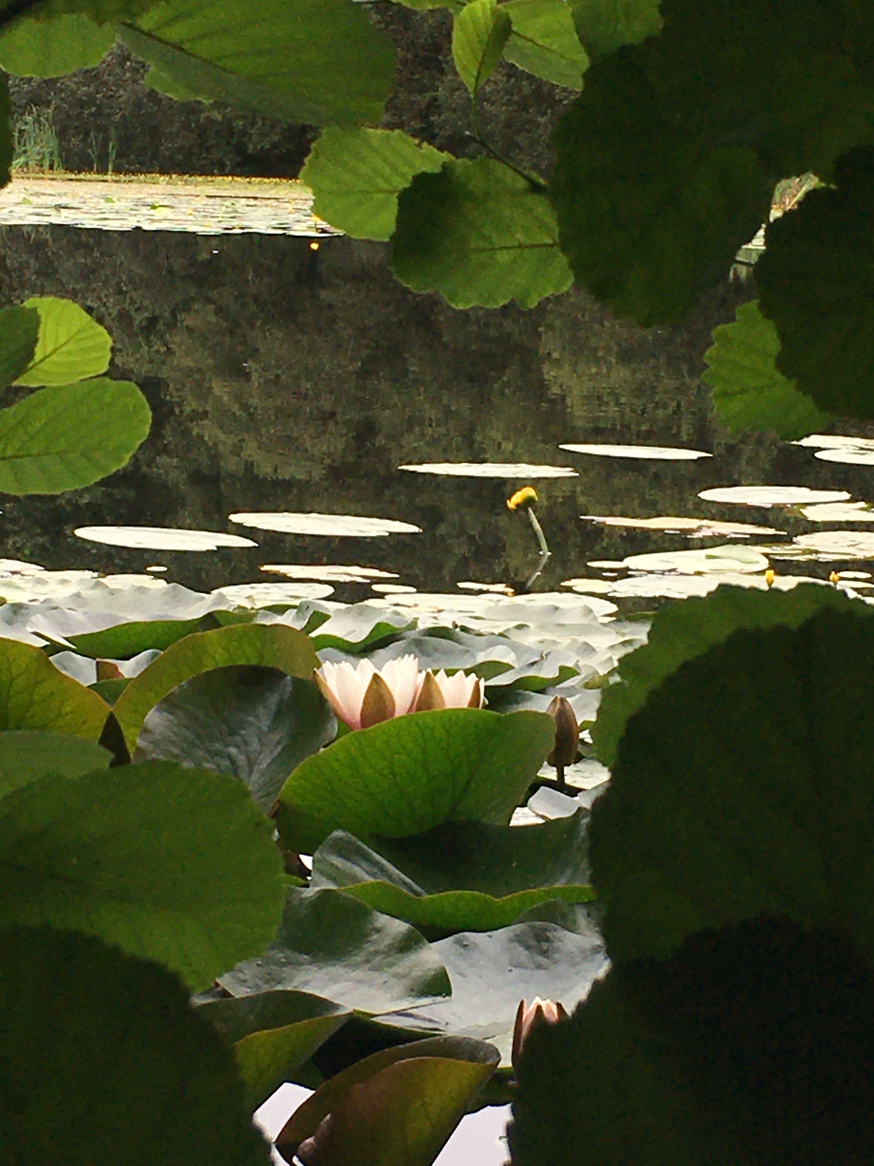 Serene Lily on the lake