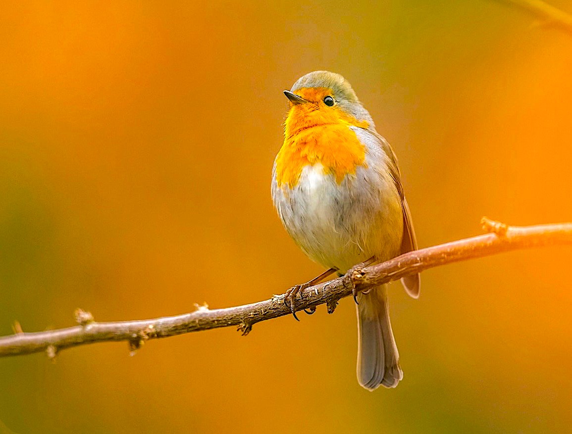 Robin sitting on a branch