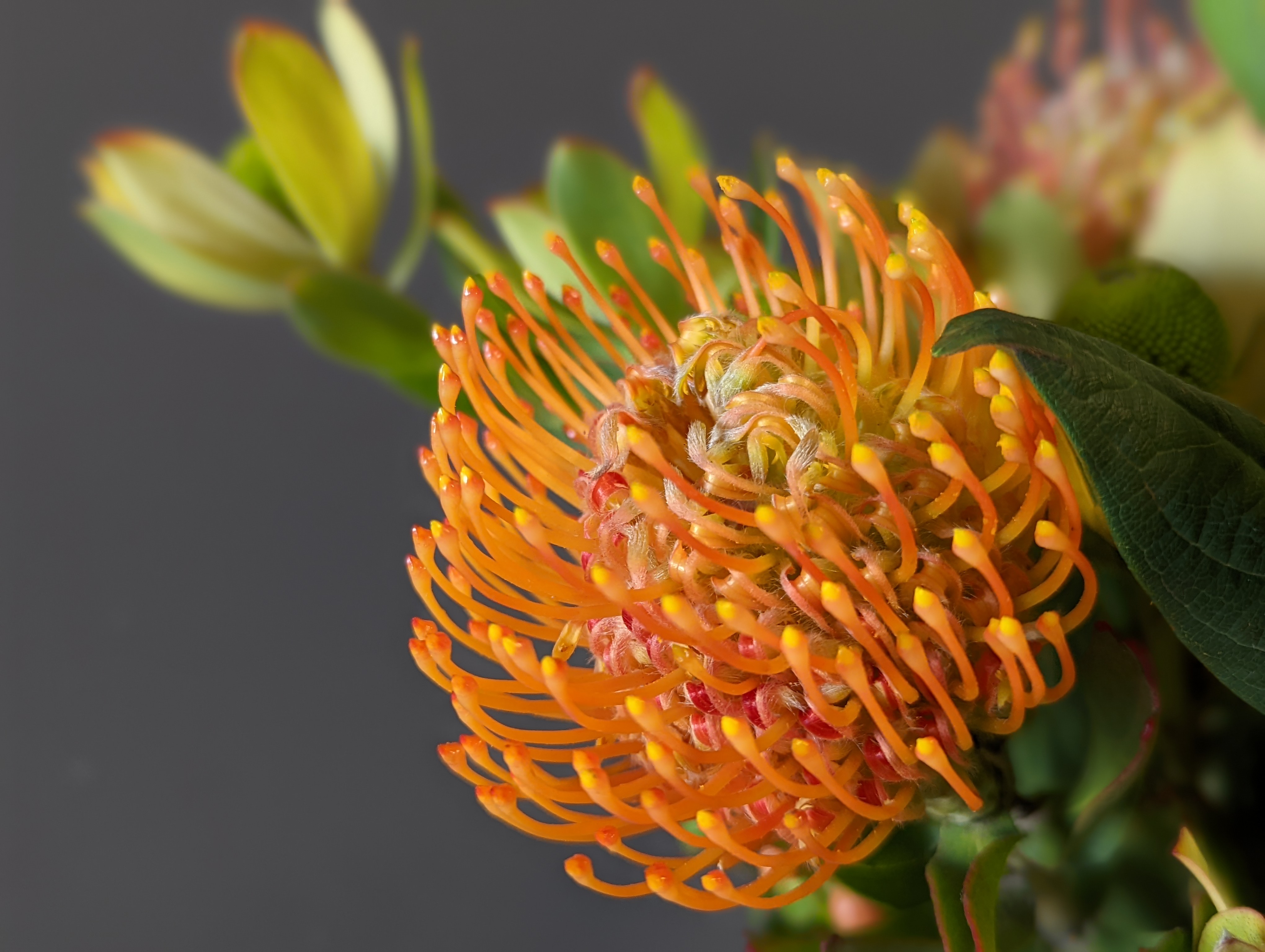 Orange Pincushion Protea closeup