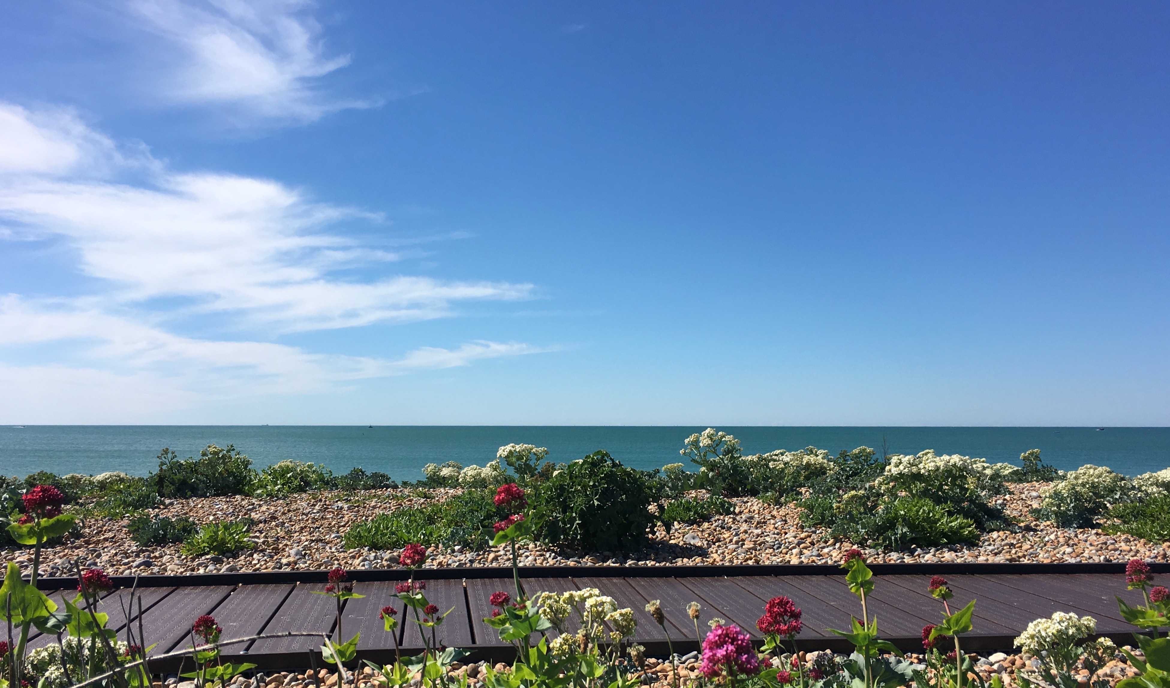 picture of a beach with flowers, pebbles, blue sky