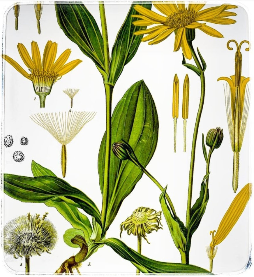 Botanical illustration of Arnica 