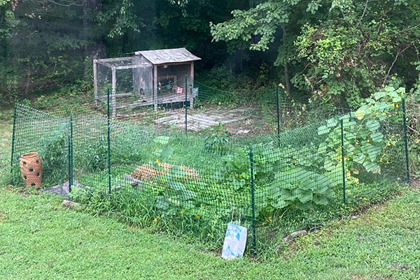 Completed organic garden with chicken coop