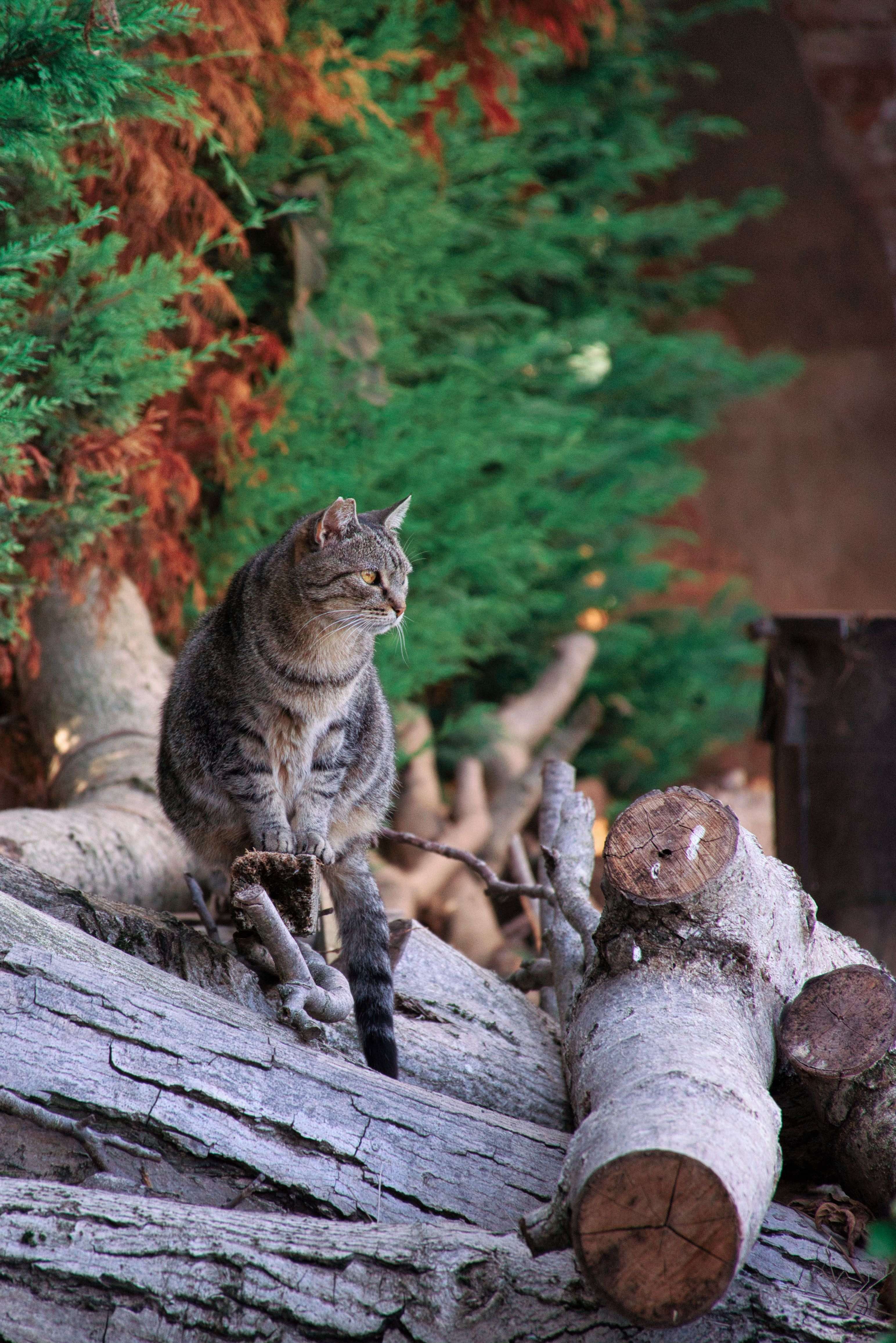 猫、屋根の上、自然