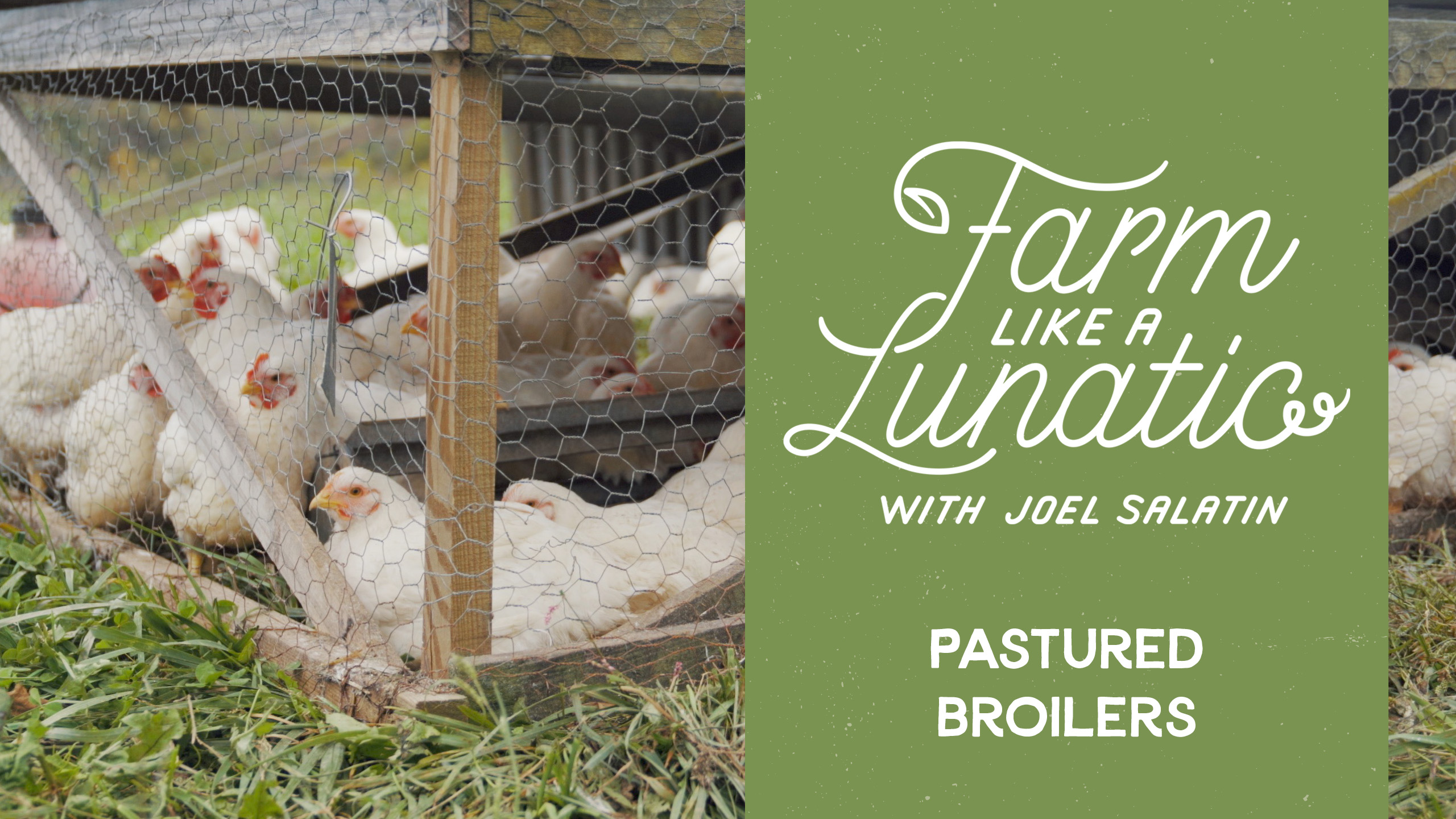 Pastured Broilers