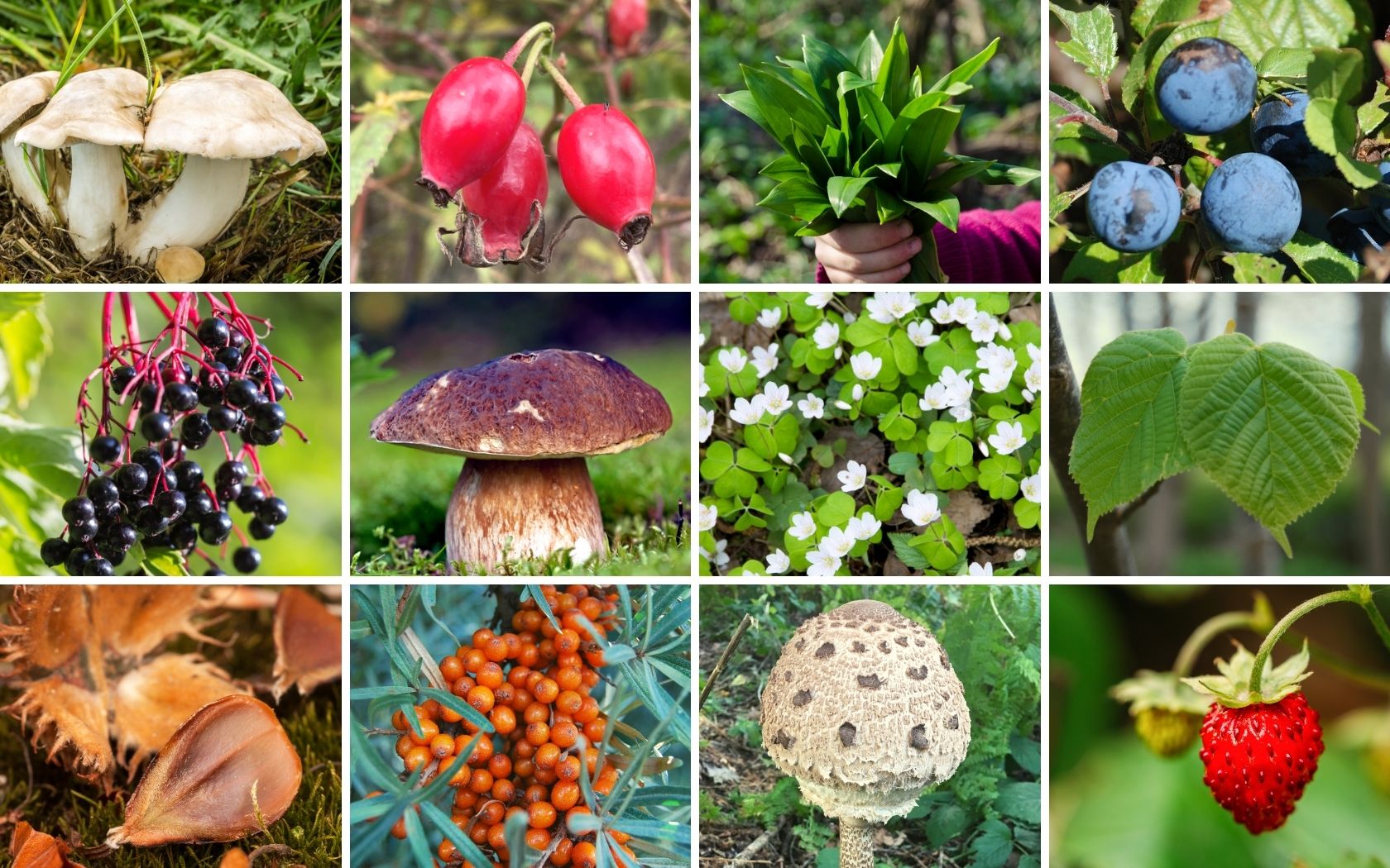 year round wild edibles you can forage
