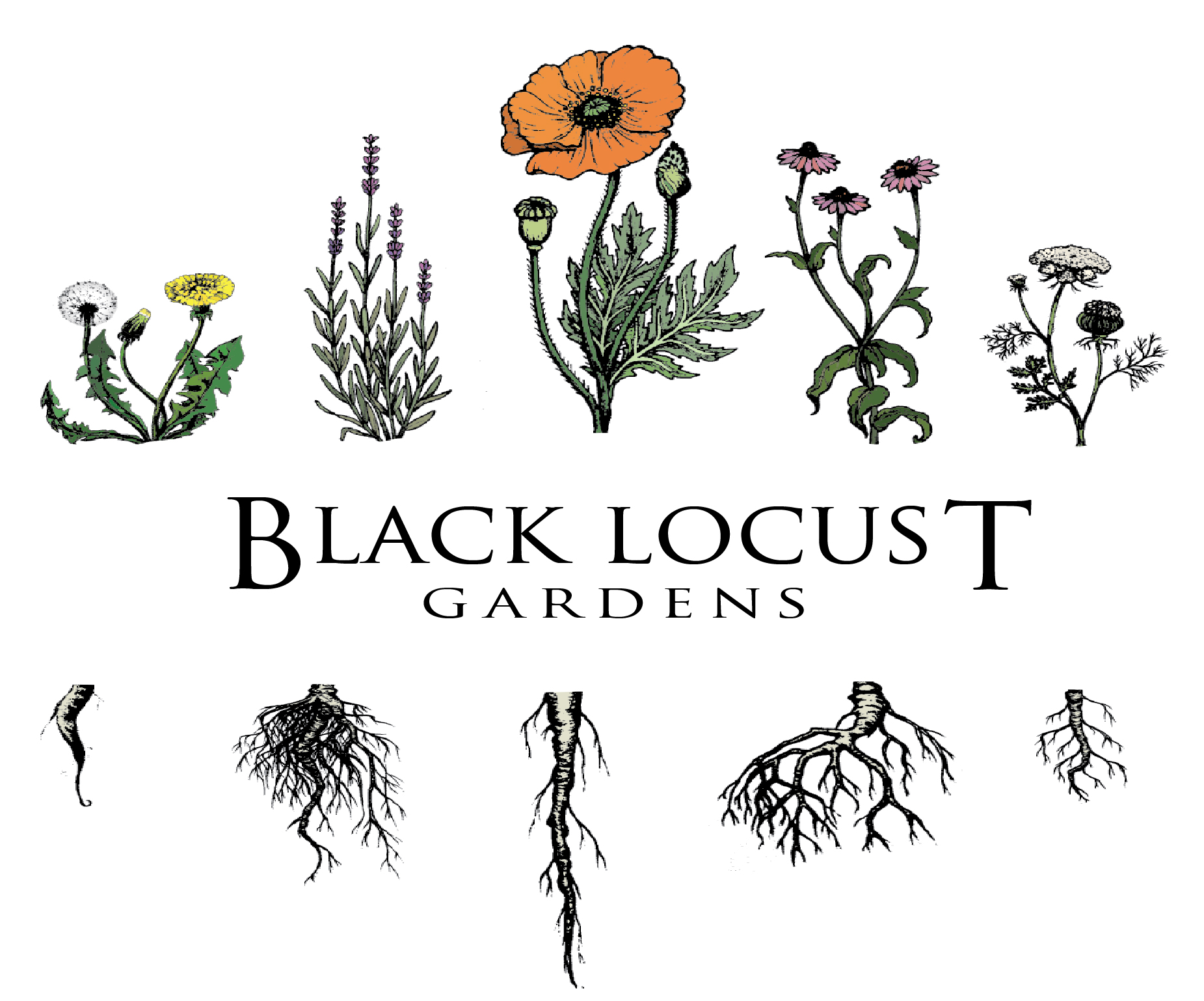 Black Locust Gardens 